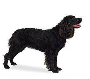 american_water_spaniel