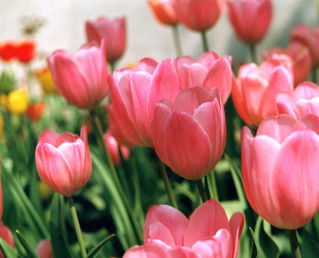 tulipa Pink