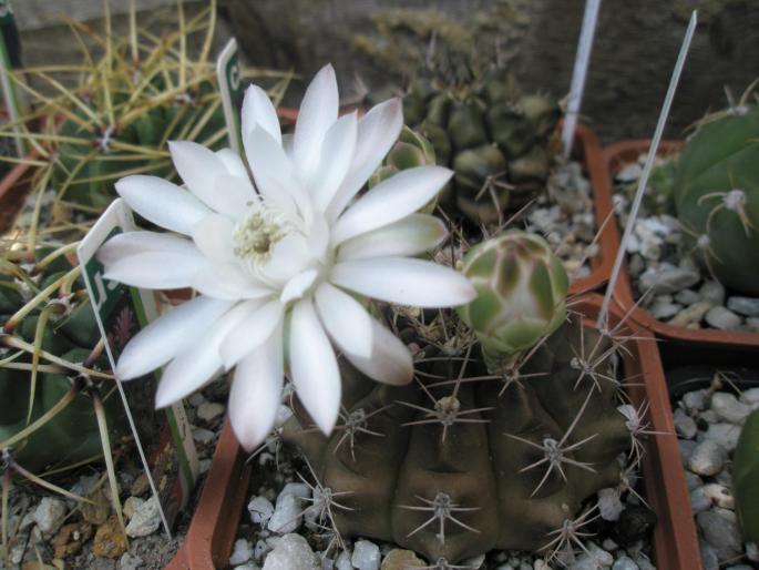 Gymnocalycium anisitsii