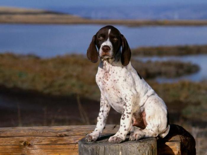 Pointer Puppy_ Poze cu caini - Animale