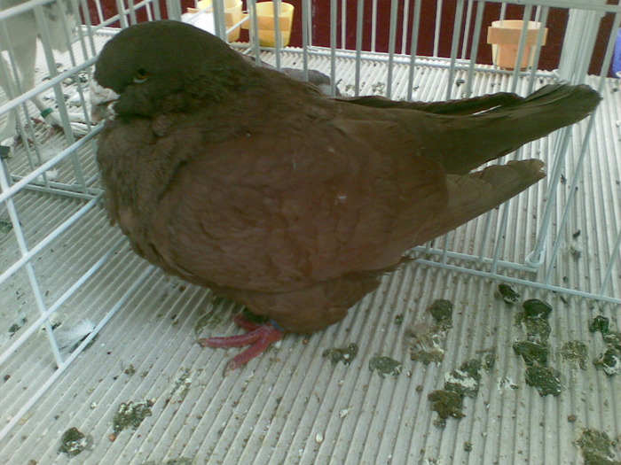 urias american - expo Craiova 23-01-2010