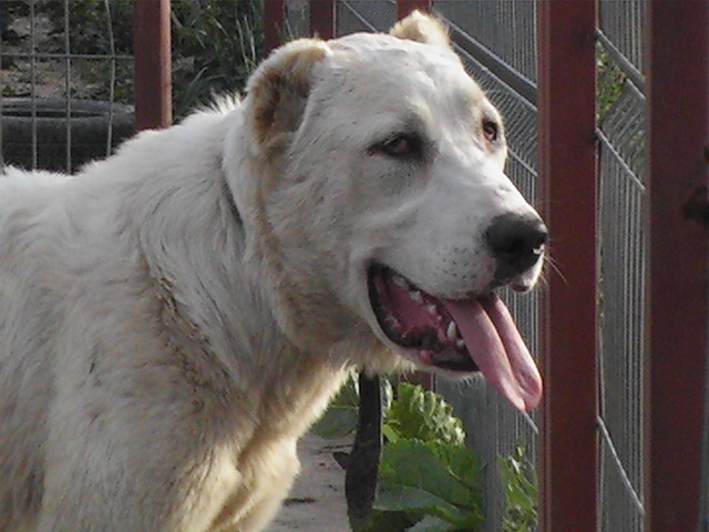 poze 06.06.2009 050 - ciobanesc asia centrala