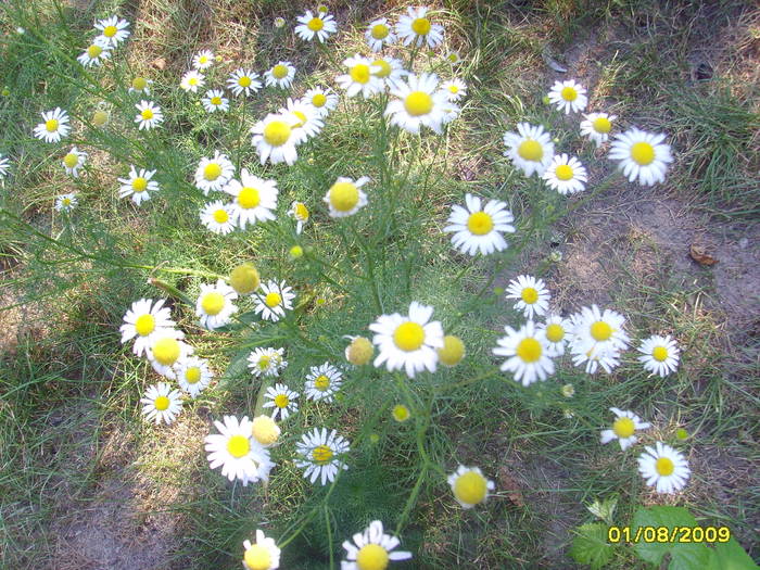 Picture 314 - plante de gradina