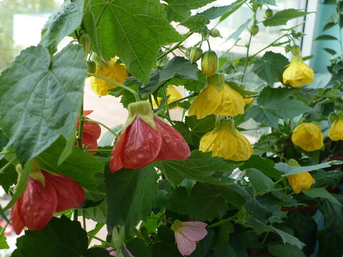 P1110215 - ABUTILONI