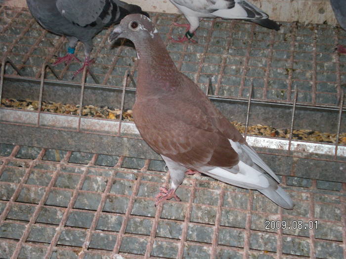 101 - pui porumbei 2009