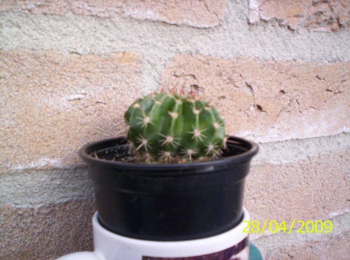 Cactus Echinopsis 28 apr 2009