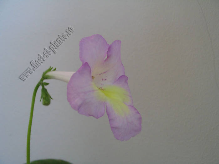 Streptocarpus roz galben 1