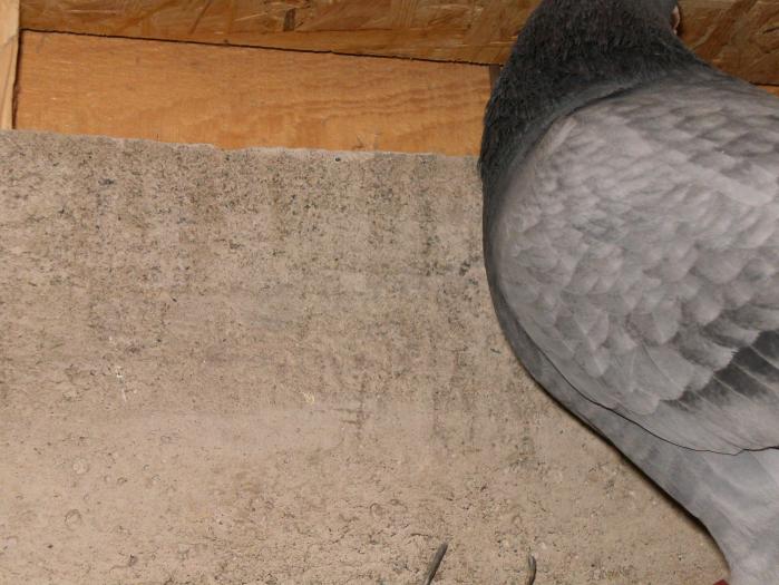 HPIM2212 - porumbei 2009