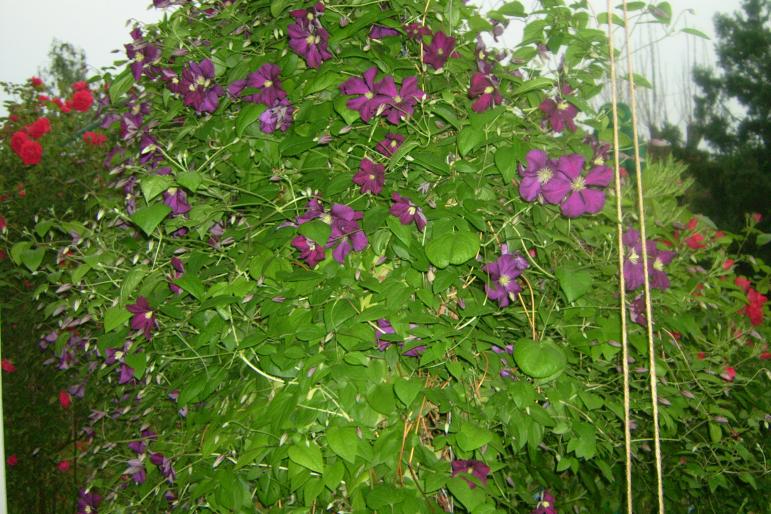 gradina 2008 026