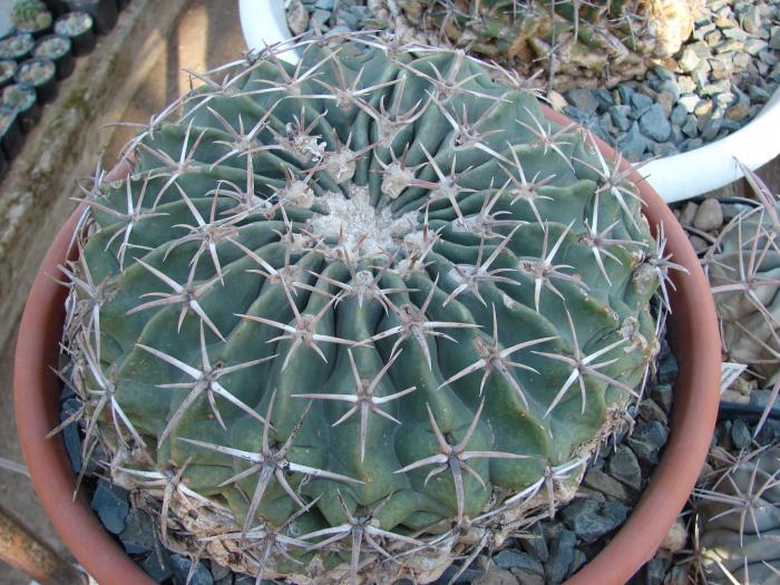 Echinocactus texensis - Cactusi la Constanta