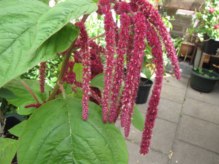 Amaranthus 1 aug 2009 (3)