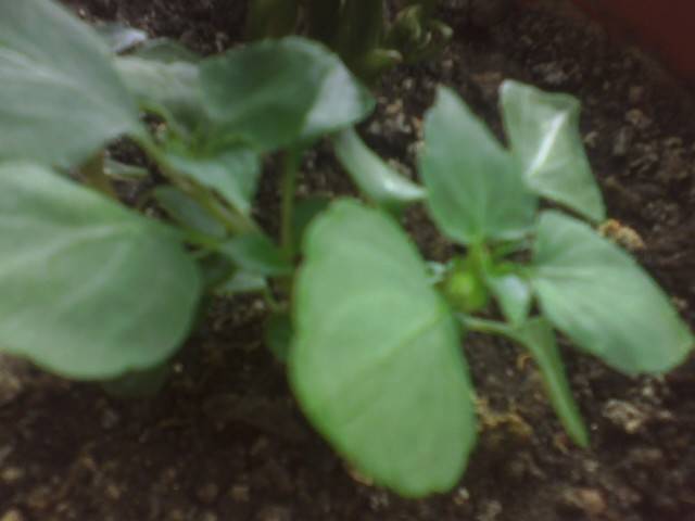 IMG_0640; impatiens Codruta
