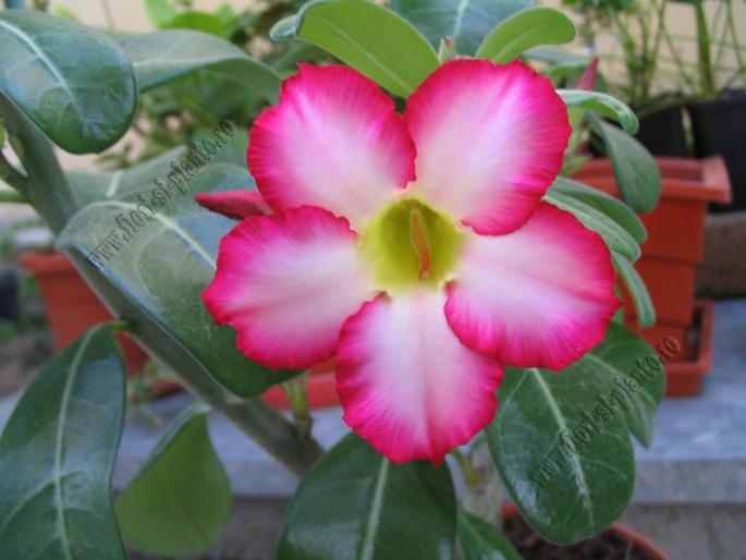 Adenium obesum 10