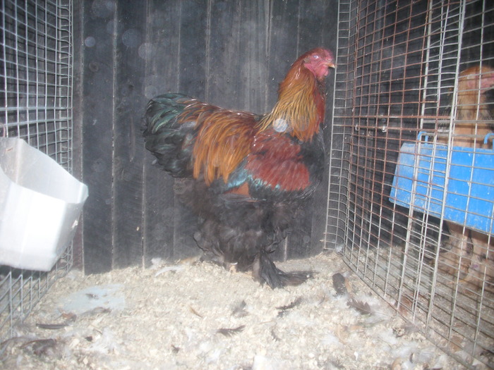 mascul brahma potarnichiu 2009