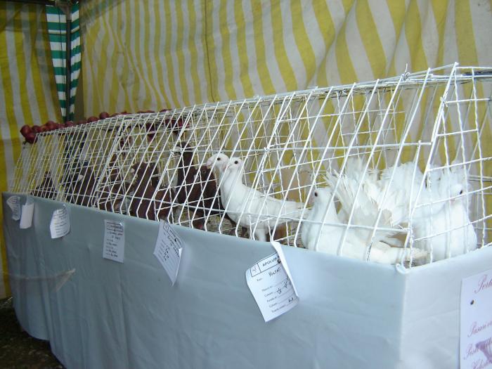 MY PIGEONS, MEINE TAUBEN, MIS PALOMAS, IL MIO COLOMBES, - Expo Agraria 2006 Alba Iulia