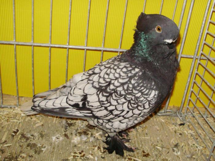 13817x blond 1 - 1505 partea 6