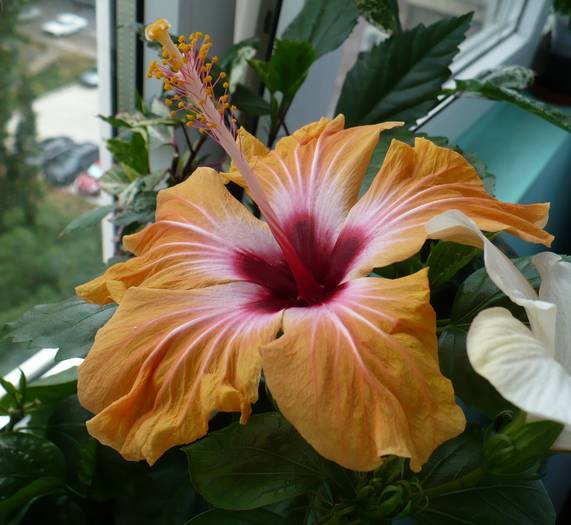 P1130555