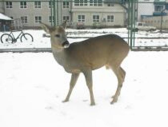 AXIKDAXOEZNIORCHVDJ[1] - poze cu animale si plante