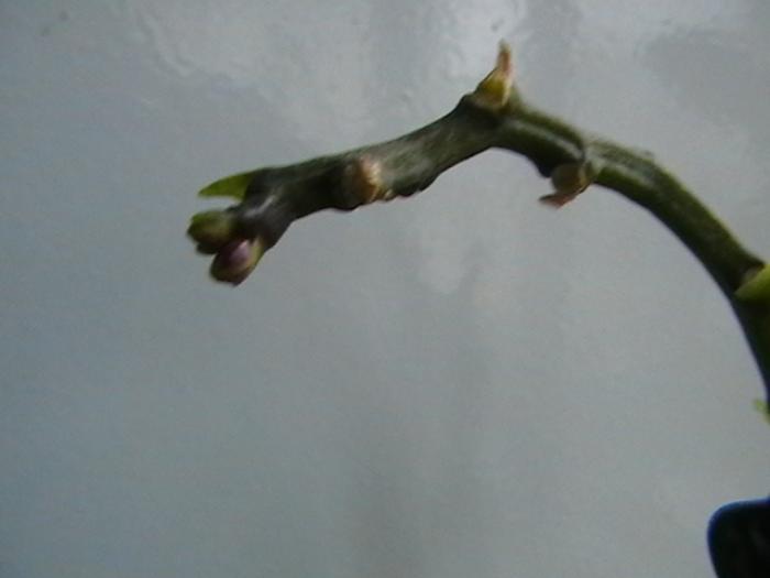phale mini - orhidee