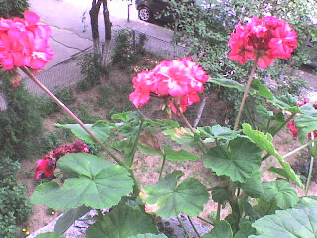 Picture 252 - florile mele
