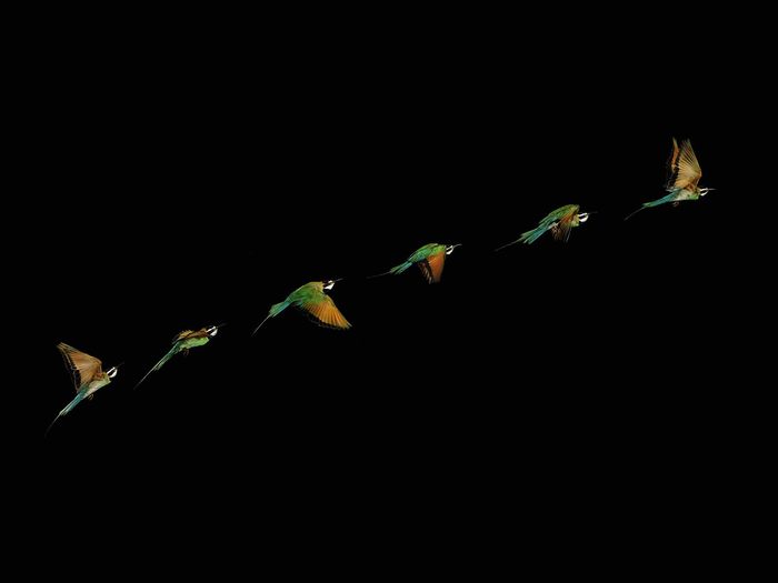 Flight of a White Fronted Bee-Eater