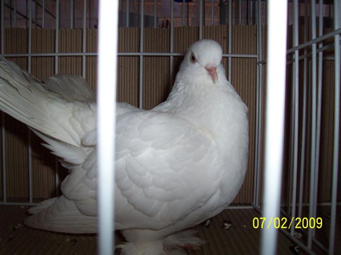 Expo Oradea 2009 059