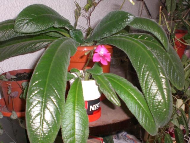 19 0ct 2008 008 - streptocarpus