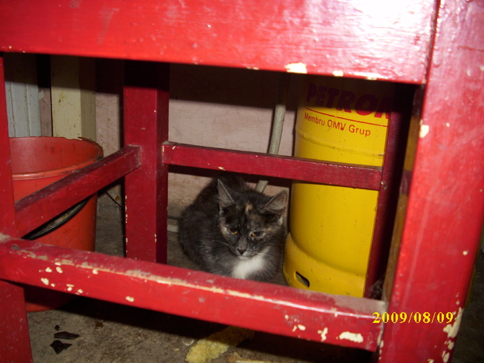 DSCI0815 - pisici si catelusa Boggy