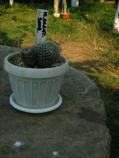 MAMMILLARIA  ACANTHOPLEGMA - cactusii mei