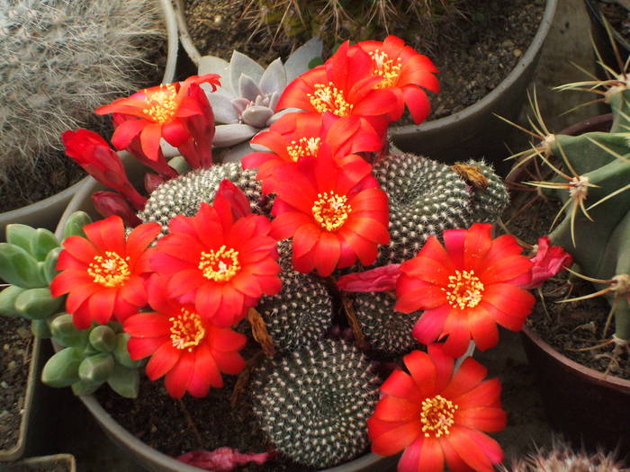 Rebutia krainsiana - colectia mea de cactusi