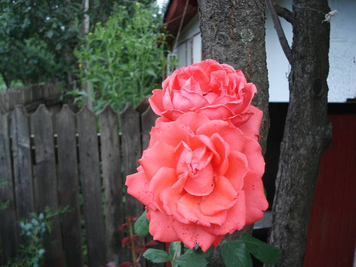 DSC09338