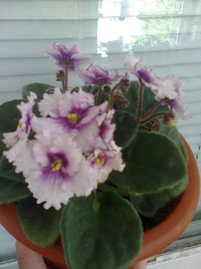 PUI DIN ALB-GRENA FRANJURAT PRINS DIN FRUNZA 1