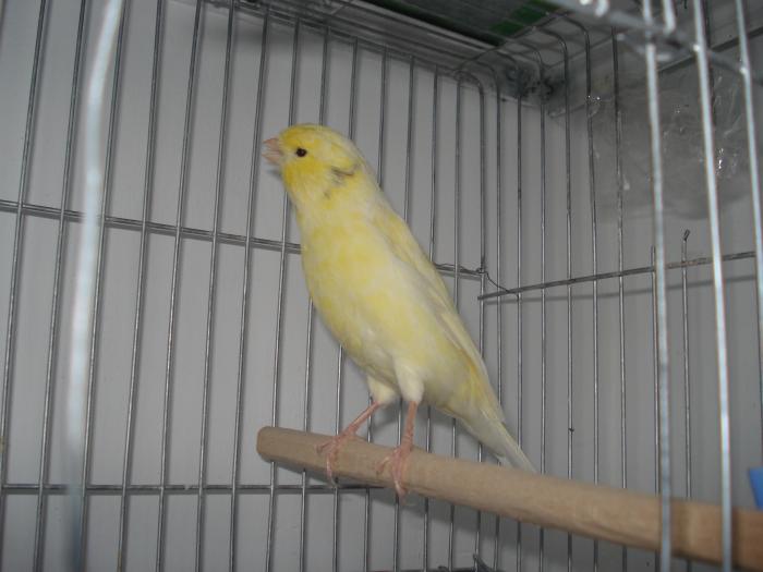 DSC00470 - canari