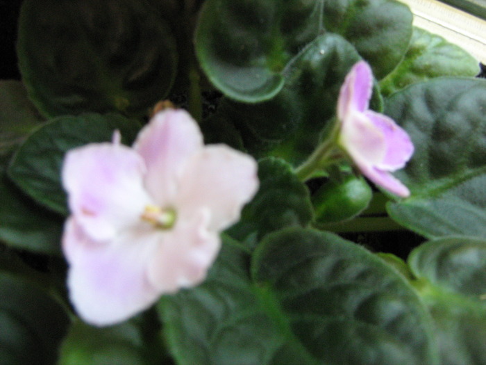 IMG_3347 - violete