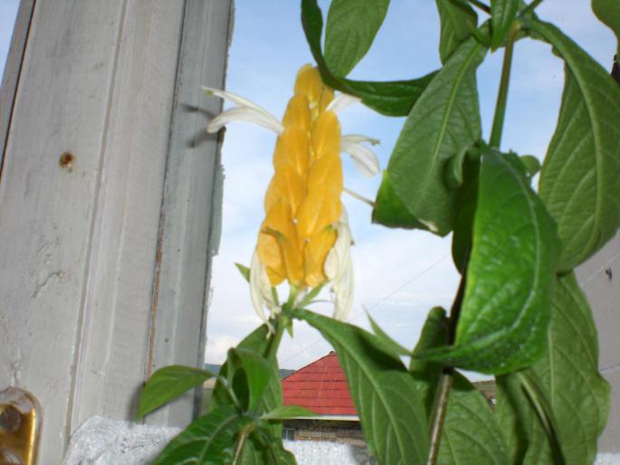 pachistachis - w 2007 florile mele