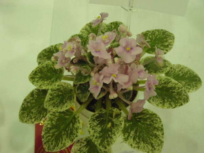 Precious_Pink_2005avsa - violete de pe net 1