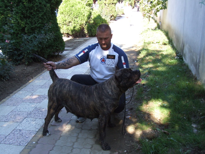 DSCF3593 - dogo canario