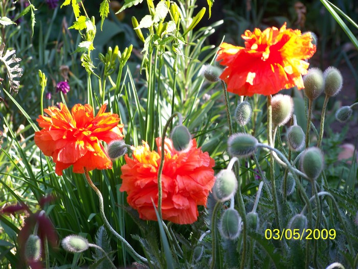 100_1409 - Primavara in curte  Timisoara