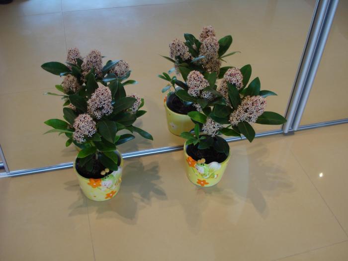 SKIMMIA JAPONICA SAU LILIACUL JAPONEZ