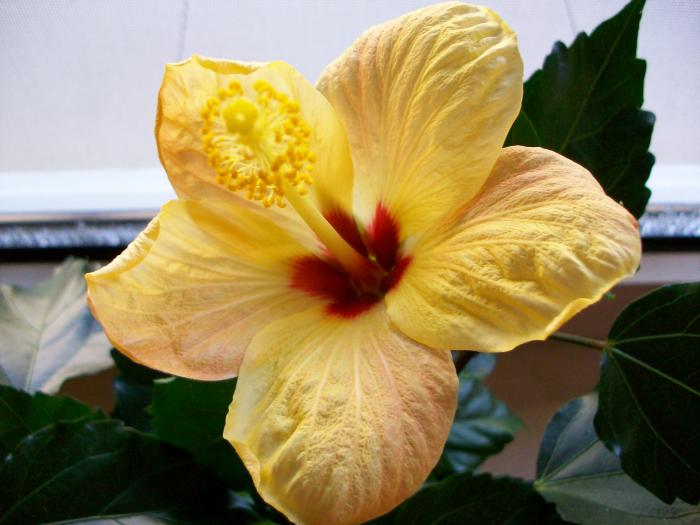 hawaii - hibiscus