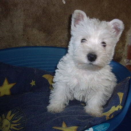 Westie - West highland white terrier-Cezar