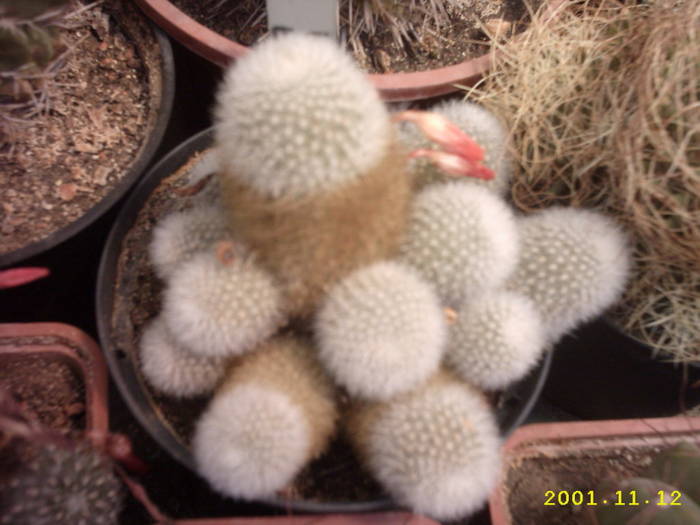 67-Rebutia muscula - cactusi