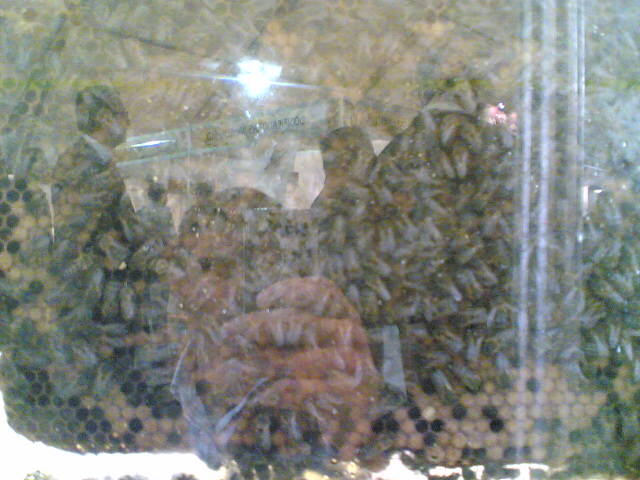 01012006(014) - apicultura