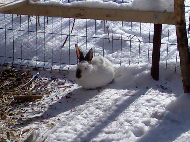 californian obraznic , mascul , pacat ca nu am si femela; californian obraznic prin zapada , mascul , pacat ca nu am si femela
