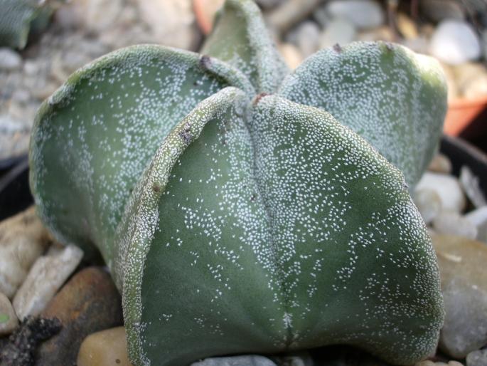 Astrophytum myriostigma hb. - Astrophytum