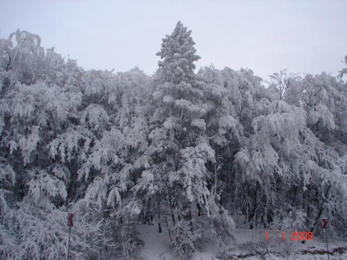 Iarna la Zalau - Natura