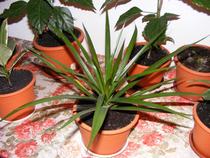 DRACAENA