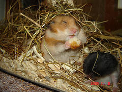 3140837487_5985741bfd_m - hamsteri