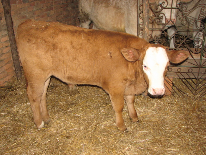 Lene, LINxBR, n. 11.2010 - Vaci de carne - tineret femel