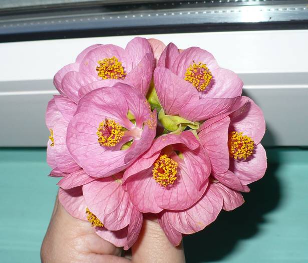 P1090768 crop - flori diverse